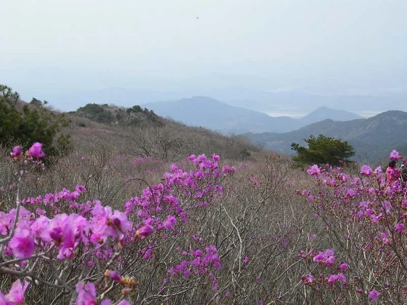 비슬산 3코스 표지 사진