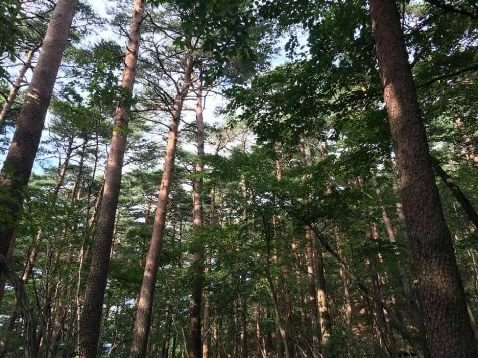 대관령숲길 8코스 대표 사진