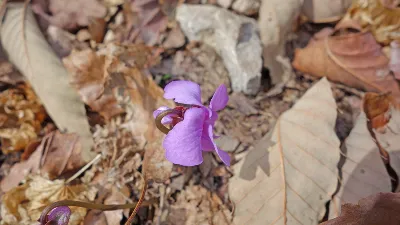 강천산 (전북 순창) : 2016-04-09